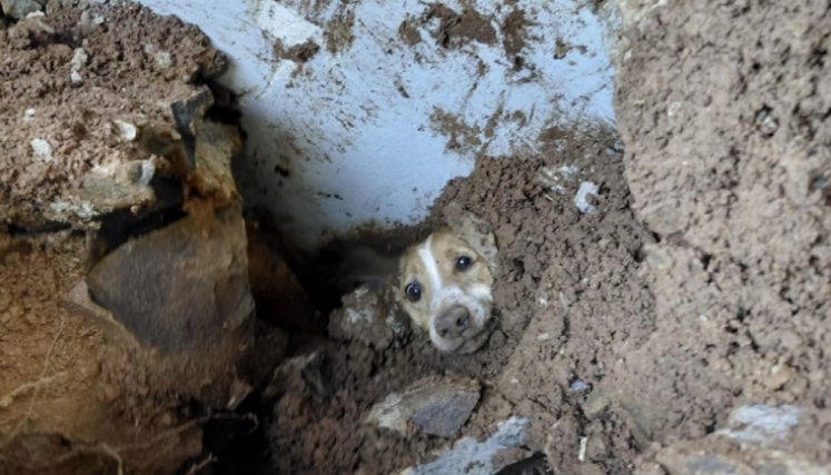 Rescatan 199 animales tras el terremoto en cuatro ciudades del país