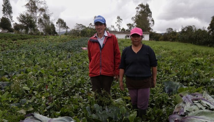 Campesinos
