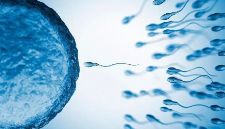 OMS impulsa nuevos anticonceptivos masculinos: podrían llegar al mercado en 5 a 10 años
