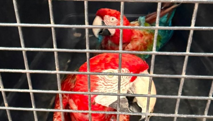 Loros son vendidos a 500 mil el par.