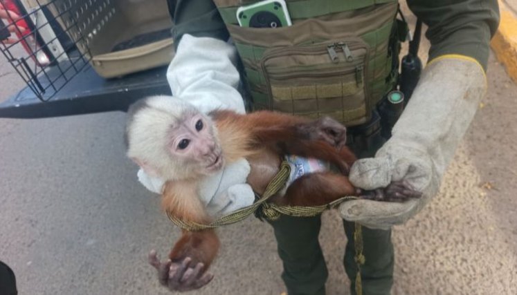 Recuperaciones Policía Ambiental - Cúcuta