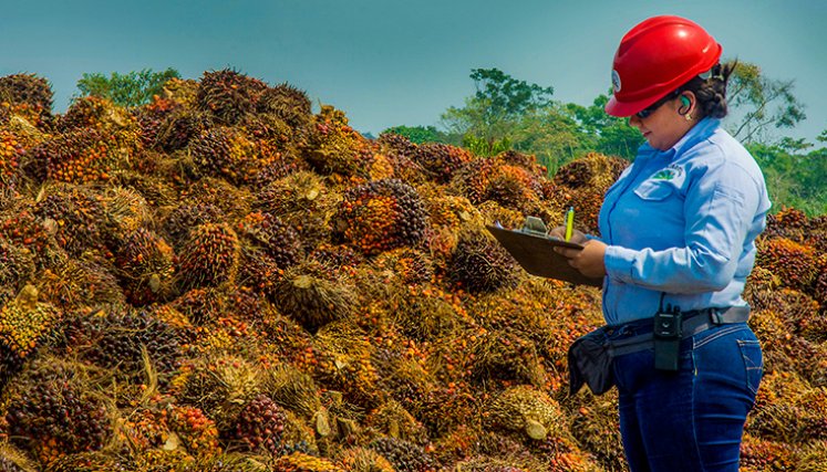 La producción nacional anual de aceite de palma es de 1.9 millones de toneladas, según datos de Fedepalma. /  Foto archivo