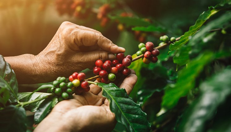 Café de Colombia. / Foto: cortesía