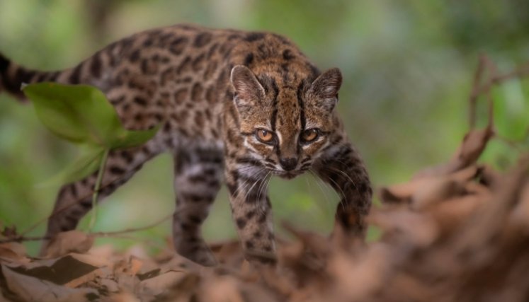 gato-tilcayo-nueva-especie-felino-bolivia