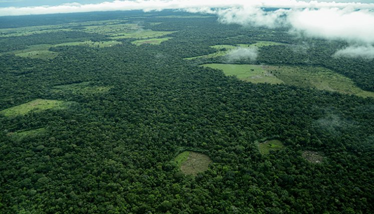 Amazonas. Foto: Colprensa.