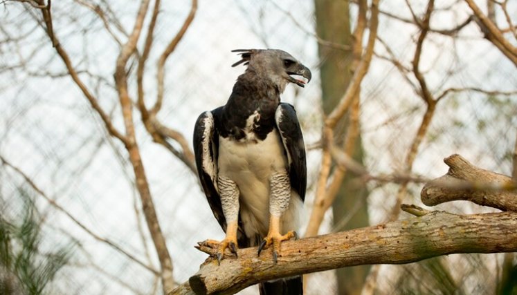 Aviario Nacional cumple diez años