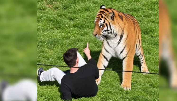 Tigre