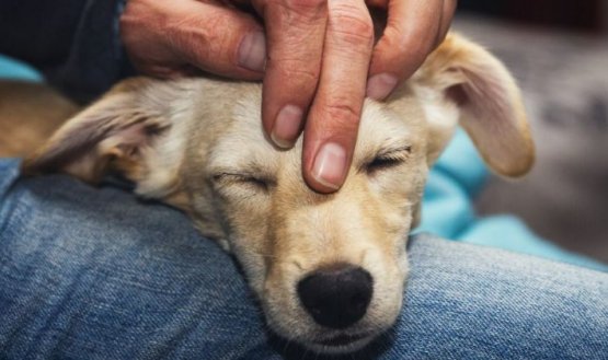 Se organizará una jornada de donación de alimentos para hogares de paso que acogen a animales rescatados./ Foto: Cortesía 