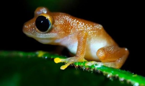 La misteriosa desaparición del 67% de los anfibios en una reserva natural en Nariño preocupa a los científicos