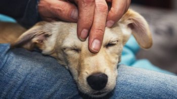 Se organizará una jornada de donación de alimentos para hogares de paso que acogen a animales rescatados./ Foto: Cortesía 