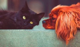Gatos y perros