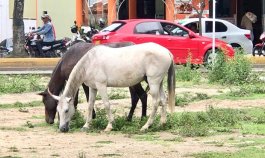 Habrá mano dura sobre los propietarios de semovientes callejeros en Ocaña./ Foto: Cortesía