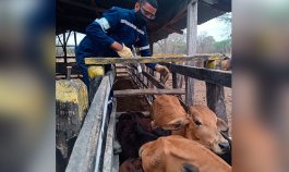 En Norte de Santander se desarrollará la campaña de salud animal./ Foto Archivo