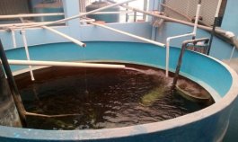 El intenso verano afecta duramente el corregimiento de Aguas Claras de Ocaña.
