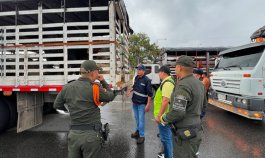 OPERATIVO CONJUNTO PERMITE INCAUTACIÓN DE 26 SEMOVIENTES Y FORTALECE EL CONTROL SANITARIO EN NORTE DE SANTANDER