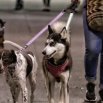 Perros, mascotas. Foto: Colprensa