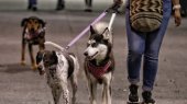 Perros, mascotas. Foto: Colprensa