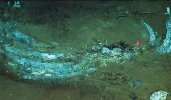 CEMENTERIO DE BALLENAS