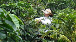 Los medianos y pequeños productores demandaron $1,2 billones de los recursos. (Foto: Archivo La Opinión)