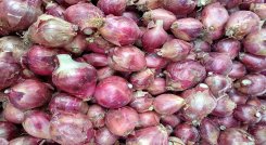 Son aproximadamente 6 mil familias dedicadas al cultivo de la cebolla. /Cortesía/La Opinión.