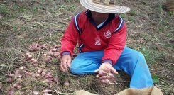 Cebolla-ocañera