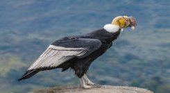 El cóndor es una de las especies amenazadas. /FOTO: Cortesía  