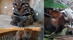 En Norte de Santander hay presencia no solo de pumas (puma concolor), sino también de ocelotes (Leopardus pardalis), margays (Leopardus wiedii), tigrillos lanudos (Leopardus tigrinus), gatos de monte o yaguarundíes (Herpailurus yagouaroundi) y el imponente jaguar (Panthera onca), que recorre las cordilleras en su tránsito a Venezuela. / Foto: Foto: Cortesía de Corponor