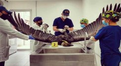  Forenses veterinarios tomaron muestras para los análisis./Foto: cortesía