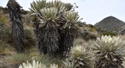 La inflorescencia del frailejón es fundamental para la preservación del agua. / Foto: Roberto Ospino