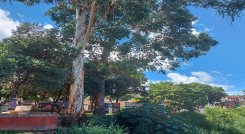 Se va a  hacer un inventario de los árboles, con el fin de identificar qué tipo de individuos forestales se encuentran en riesgo e iniciar las podas. / Cortesía/ La Opinión 