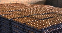El valor del huevo y del pollo puede variar, dependiendo de en dónde se adquiera y la cantidad de intermediarios que haya entre el comprador y el productor. /Foto: Cortesía/ La Opinión 
