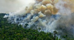 Las principales causas de deforestación son el acaparamiento ilegal de tierras para ganadería extensiva y la construcción de vías clandestinas que atraviesan la Amazonía. / AFP