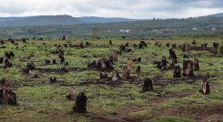 Deforestación en Colombia.