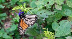 Voluntarios canadienses salen en busca de huevos de mariposas monarca con sus lupas y cuadernos. /AFP