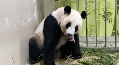 La reproducción del panda, en cautiverio o en estado salvaje, es notoriamente difícil, según los expertos. / Foto: AFP