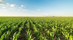 El ecosistema de agricultura tecnológica en la región actualmente es liderado por Brasil y Argentina. / Foto: Cortesía