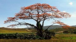 Estudiantes de la facultad de Ciencias Agrarias y del Ambiente trabajan en un proyecto de grado para conservar las cuencas hidrográficas con la siembra del barbatusco. Foto: Cortesía / La Opinión 