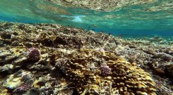 "Mientras los arrecifes coralinos estén allí, tenemos muchos peces y, por lo tanto, trabajo", explica instructor de buceo,/AFP 