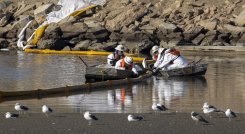 Un derrame de petróleo de 3.000 barriles, aproximadamente 126.000 galones, de una plataforma petrolera en alta mar llega a la costa de California./ AFP