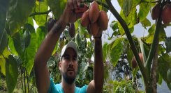 En 10 meses empezó la producción de tomate de árbol. Foto: Cortesía/ La Opinión.