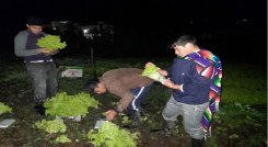 Madrugan a recolectar las hortalizas en la huerta del Seminario Mayor. Foto: Cortesía/La Opinión. 
