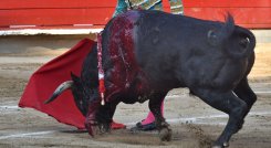 El regreso de las corridas de toros enciende la polémica en Ábrego. / Foto: Archivo