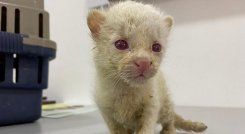 Felino albino