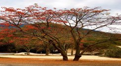 El barbatusco fue escogido como el árbol insignia de Ocaña para simbolizar la protección de las cuencas hidrográficas de la región.