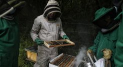 Los demandantes buscan que por la muerte masiva de abejas, por el uso de los insecticidas, se declaren responsables conjuntamente a la Nación y las autoridades del sector agricultura y ambiente. / Foto: Colprensa