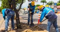 Adecuaran 21 viveros para el mantenimiento de los árboles de Cúcuta