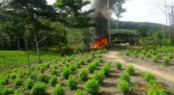 Los cultivos de hoja de coca y la producción de alcaloides son caldo de cultivo de la violencia en el Catatumbo. /Colprensa