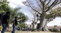 En Ocaña se adelanta un censo forestal como insumo para adoptar estrategias dentro del programa de silvicultura urbana que será incorporado al Plan de Ordenamiento Territorial. / Foto: Cortesía / La Opinión 
