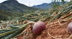 Cebolla cabezona roja