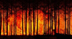 Incendios forestales